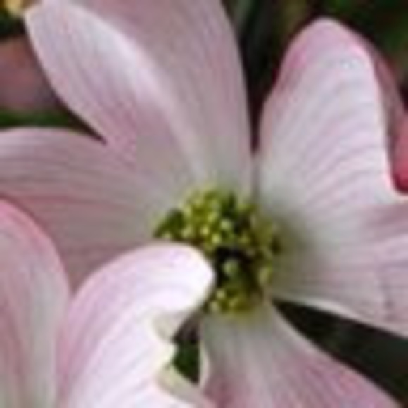 Meet your Posher, Rebecca - Picture 1 of 1